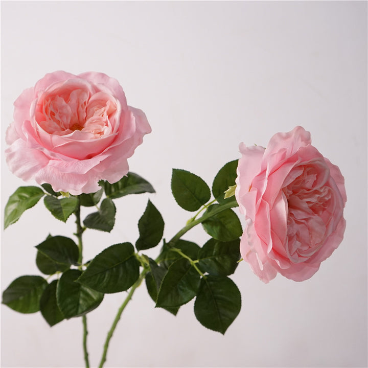 David Austin Roses Flower Decor