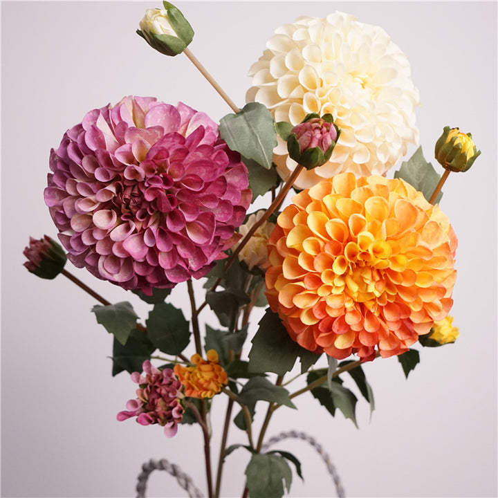 Premium Dahlia Blossom