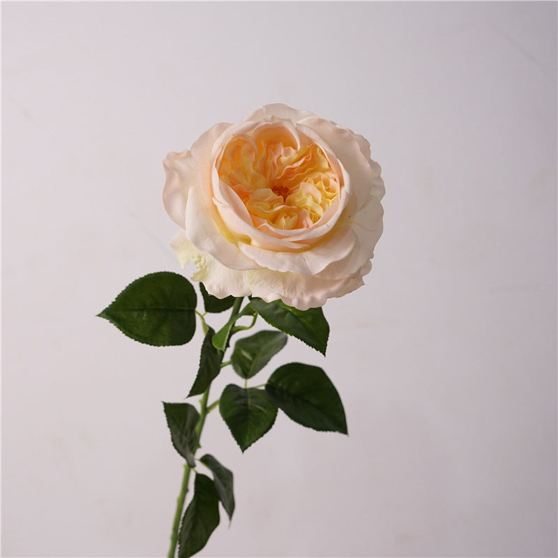 David Austin Roses Flower Decor