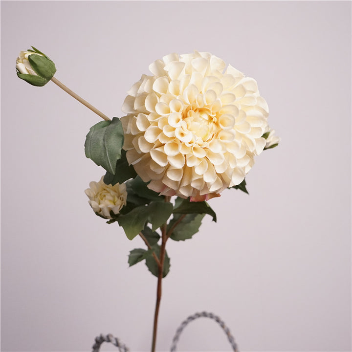 Premium Dahlia Blossom