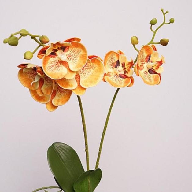 Moth Orchid Flower Decor