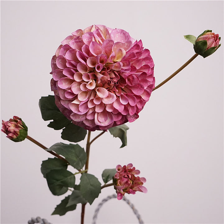 Premium Dahlia Blossom