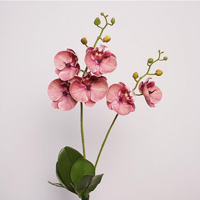 Moth Orchid Flower Decor