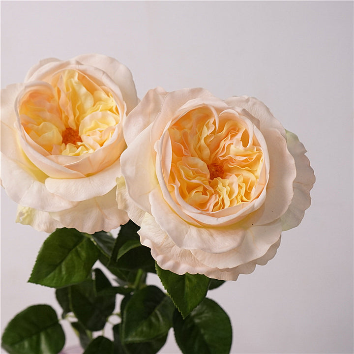 David Austin Roses Flower Decor