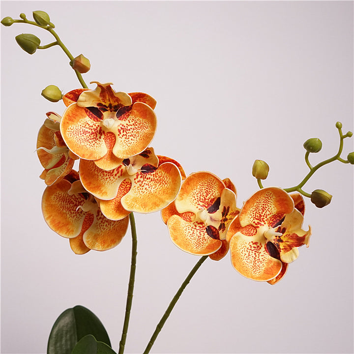 Moth Orchid Flower Decor