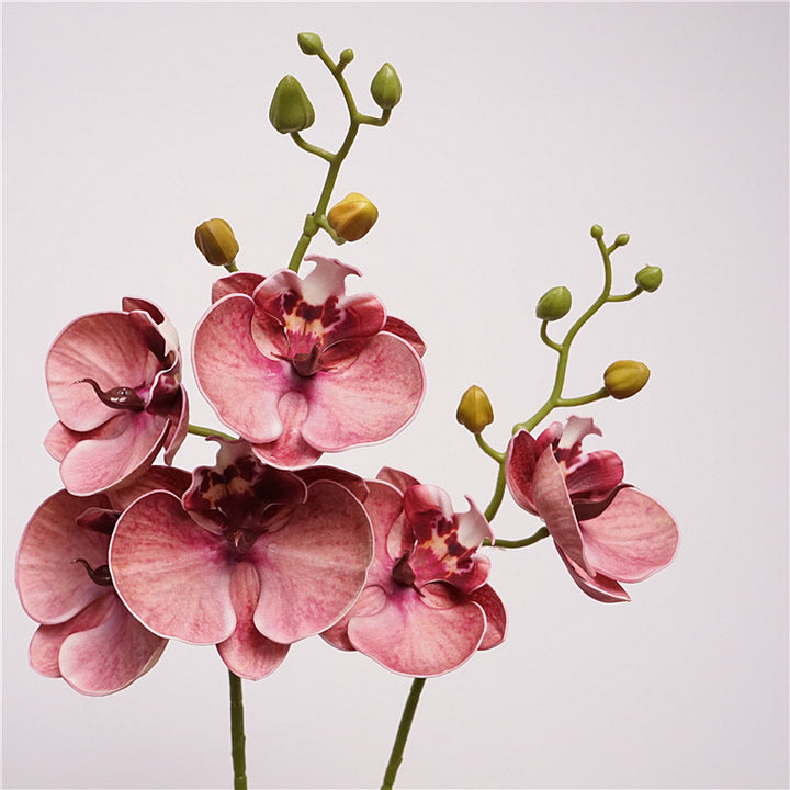 Moth Orchid Flower Decor