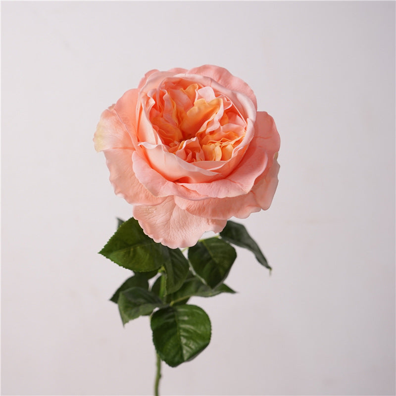 David Austin Roses Flower Decor