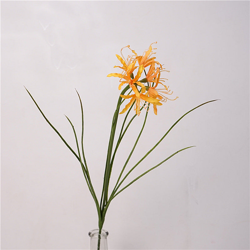 Spider Lily Bloom