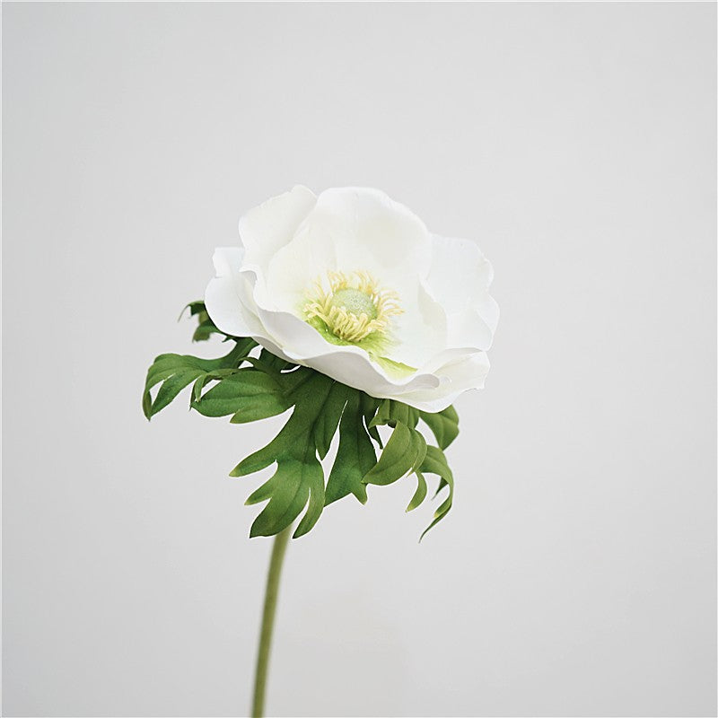 Genuine Touch Anemone