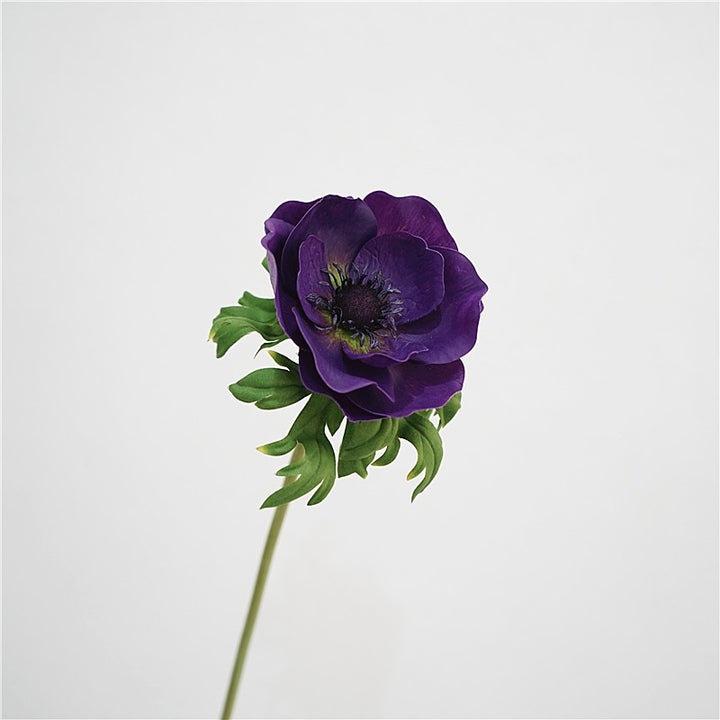 Genuine Touch Anemone