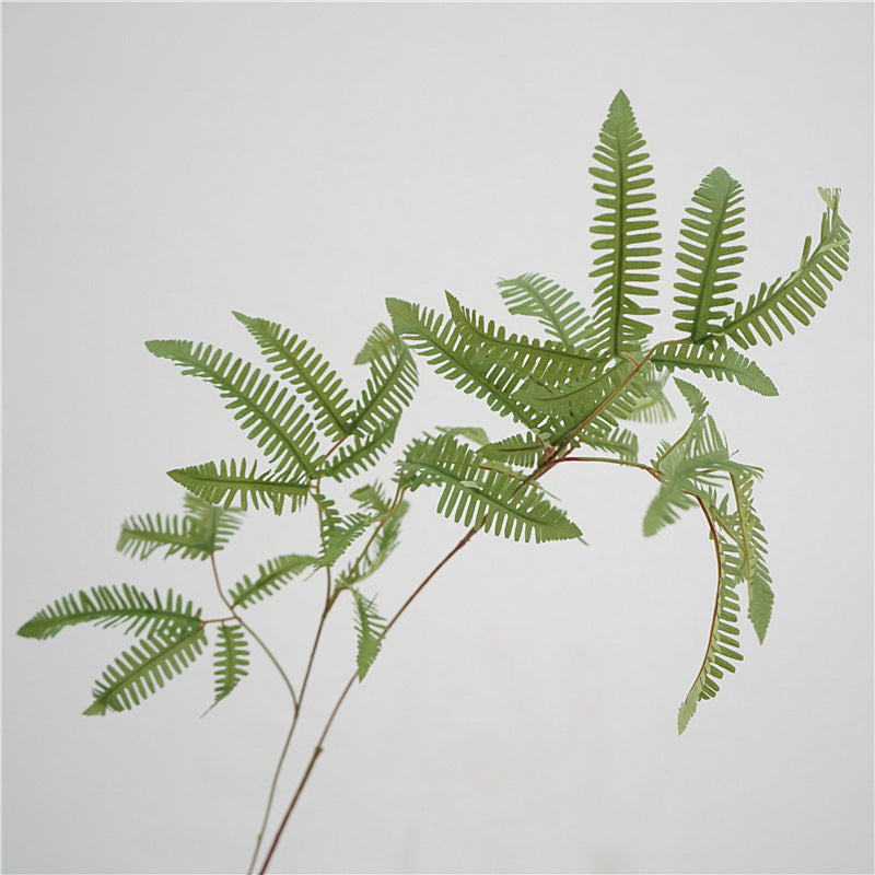 Elegant Fern Foliage