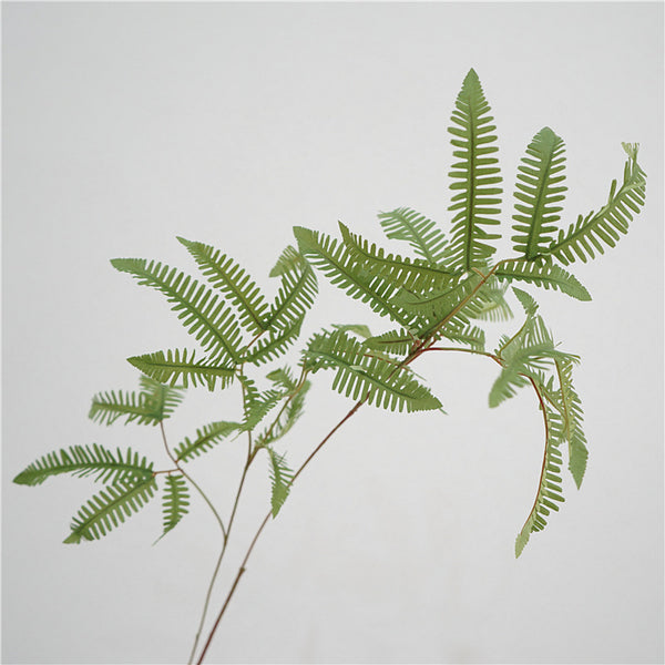 Elegant Fern Foliage