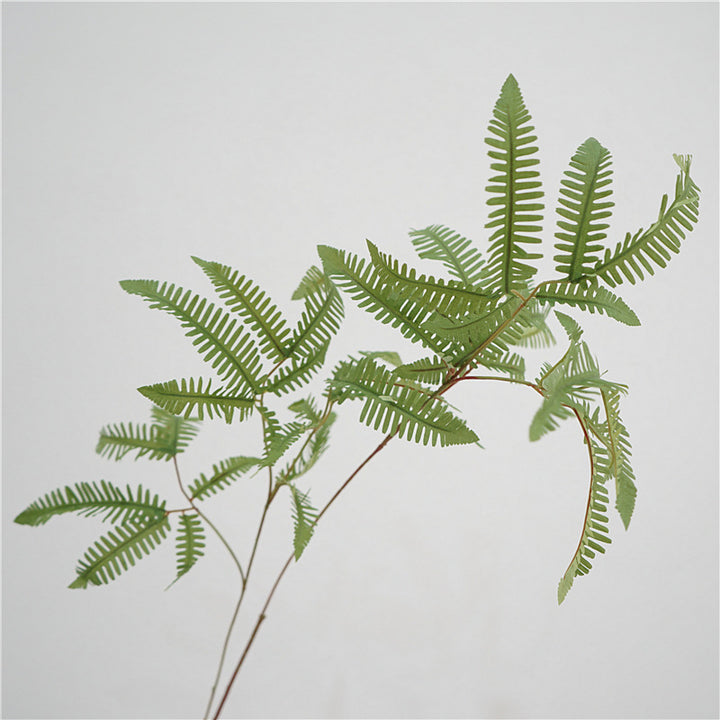 Elegant Fern Foliage
