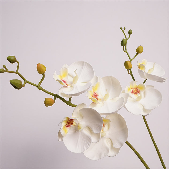 Moth Orchid Flower Decor