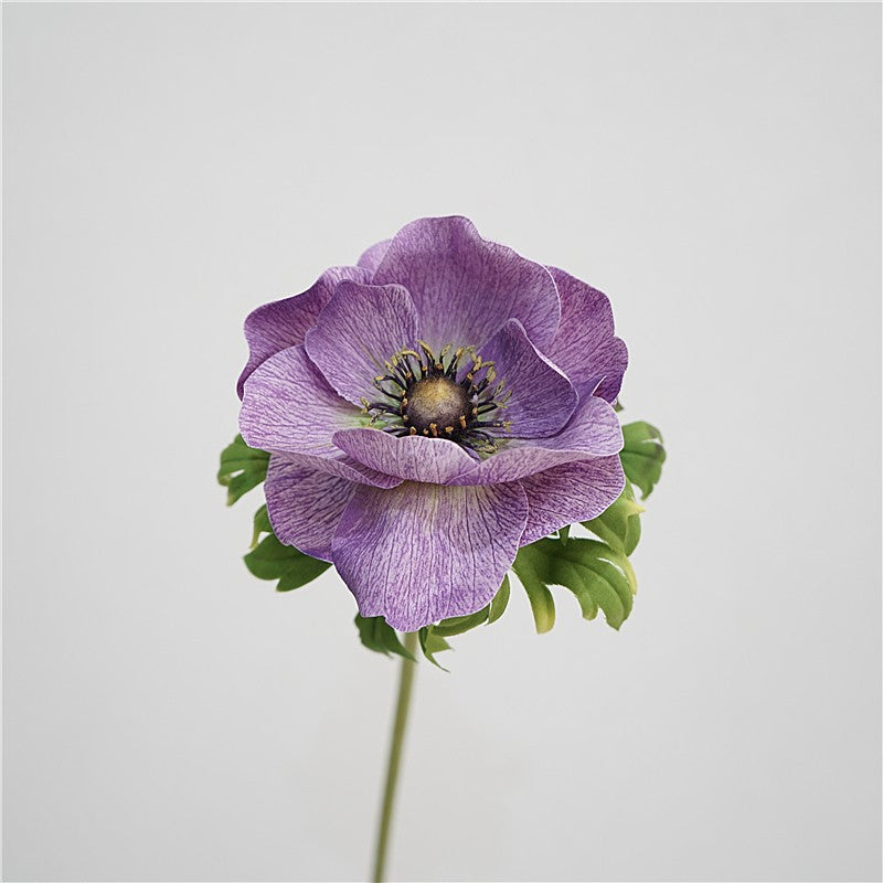 Genuine Touch Anemone