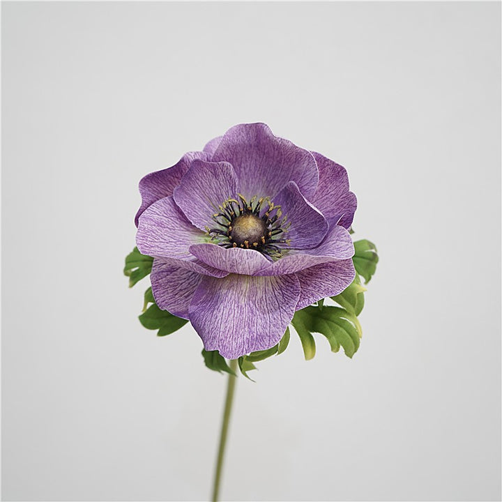 Genuine Touch Anemone
