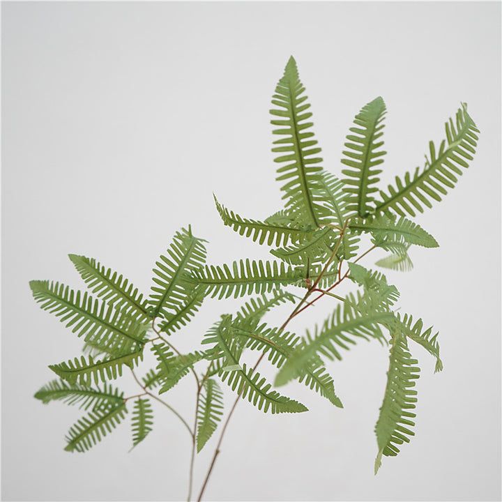 Elegant Fern Foliage