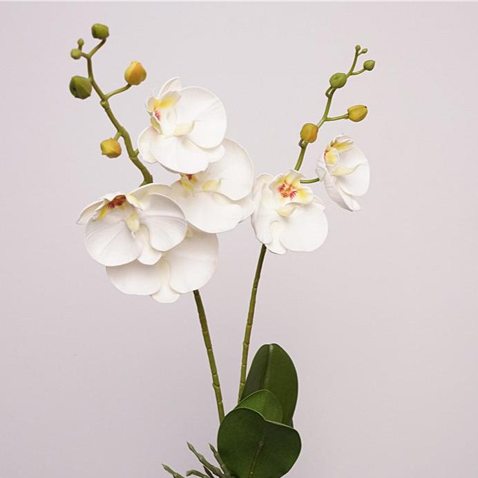 Moth Orchid Flower Decor