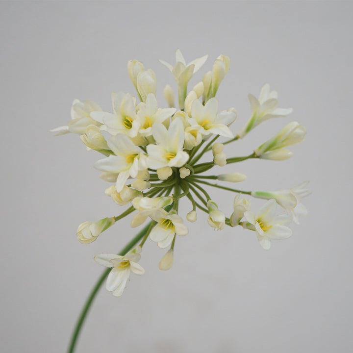 Lily Agapanthus Flower Decor