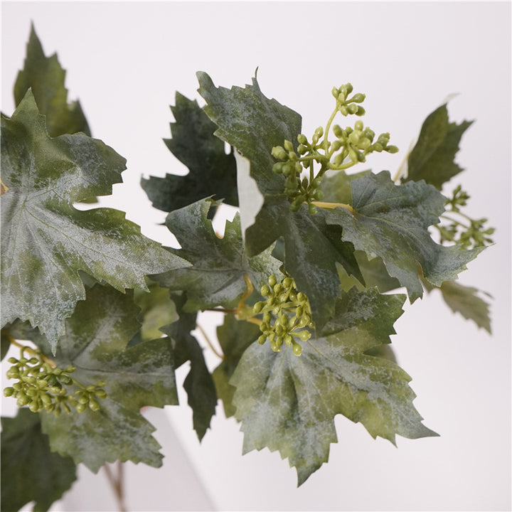Grape Vine Leaves