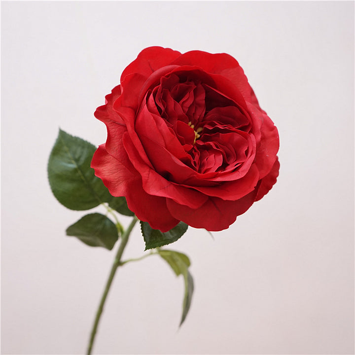 David Austin Roses Flower Decor