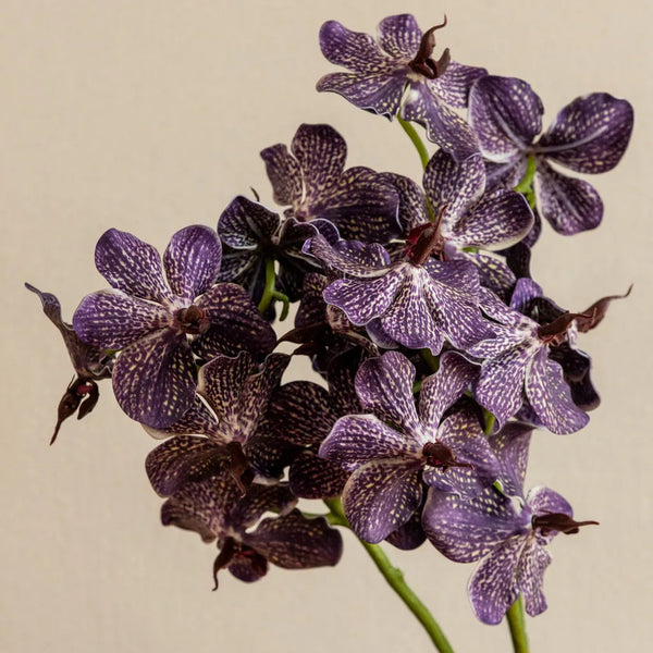Phalaenopsis Orchids Flower Decor - Delicors