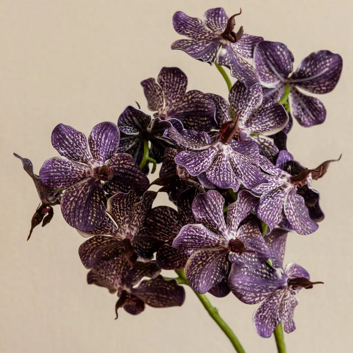 Phalaenopsis Orchids Flower Decor - Delicors