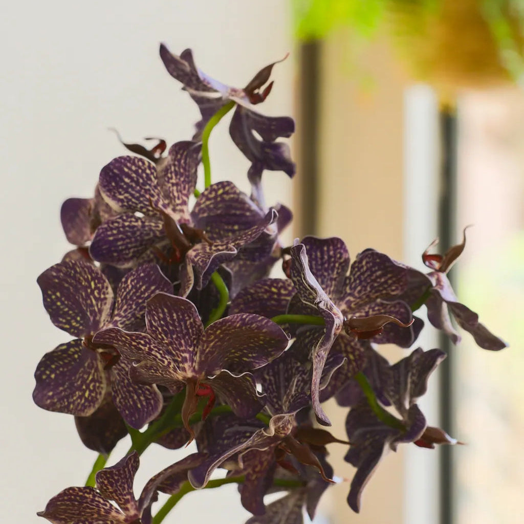 Phalaenopsis Orchids Flower Decor - Delicors