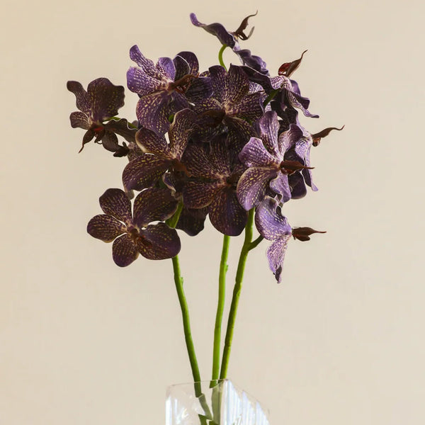 Phalaenopsis Orchids Flower Decor - Delicors