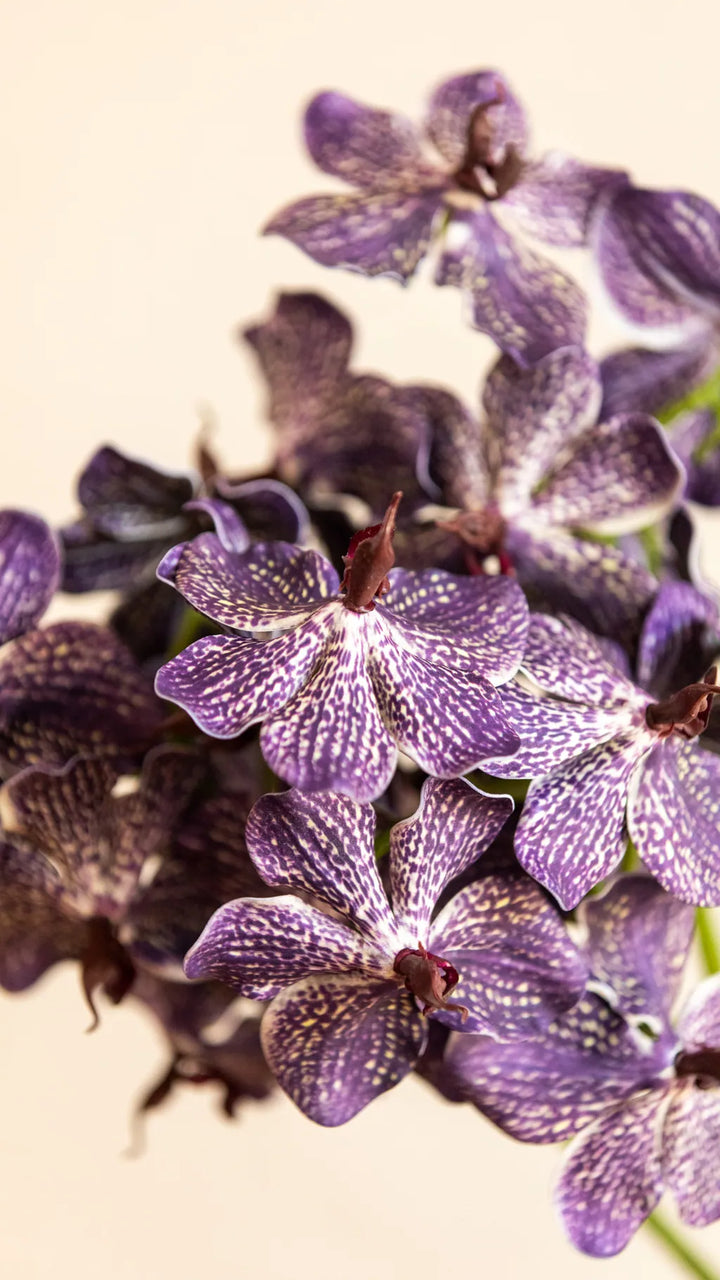 Phalaenopsis Orchids Flower Decor - Delicors