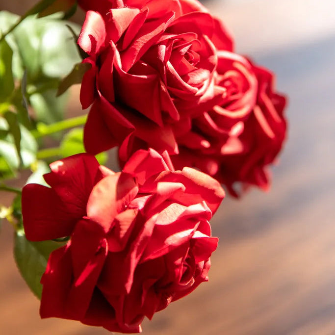 Elegant Red Rose Flower Decor -- Delicors